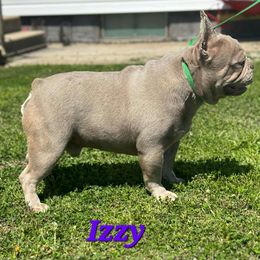 Izzy - French Bulldog