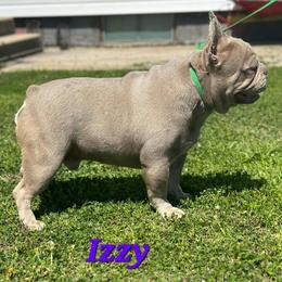 Izzy - French Bulldog