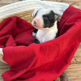Dare - Tri-color female Border Collie puppy in Midland, Texas from High Velocity Stockdogs