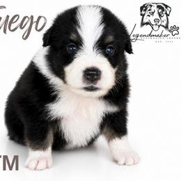 Fuego - Black tri male Toy Australian Shepherd puppy in Leitchfield, Kentucky from Legendmaker MAS
