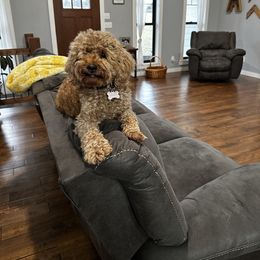Goldendoodles from County Line Kennel
