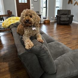 Goldendoodles from County Line Kennel