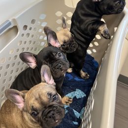 French Bulldog Puppies from Stratton Kennel