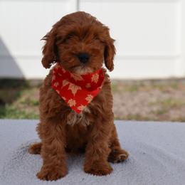 Dante - Red female Cavapoo puppy in Apopka, Florida from Rae Precious Puppies