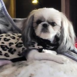 Marilyn - Shih Tzu