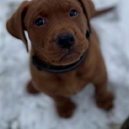 Labrador Retriever Puppies from Kilgore’s Labrador Retrievers