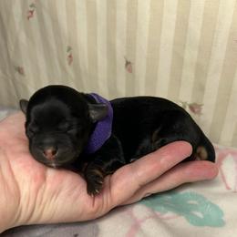 Purple- sweetie - Black and gold female Yorkipoo puppy in Clover, South Carolina from Cudi’s Buddies
