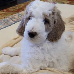 Goldendoodles and Labradoodles from Indian Hills Doodles