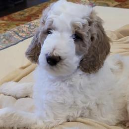 Goldendoodles and Labradoodles from Indian Hills Doodles