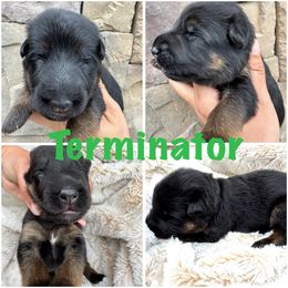 Terminator - Black and red male German Shepherd puppy in Graham, Washington from Wildeflecken Shepherds