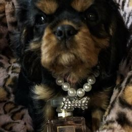 Cavalier King Charles Spaniel Puppies from Cavalier Kisses