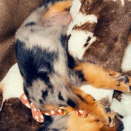 Dachshund and Miniature Australian Shepherd Puppies from Southern Charm Kennels