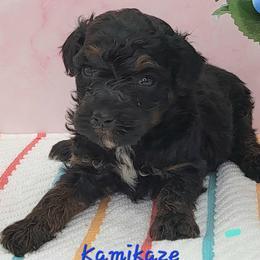 Kamikaze - Black phantom male Aussiedoodle puppy in Boonville, North Carolina from Branch Creek kennels