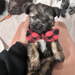 Teddy - Brown male Shihpoo puppy in Denver, Colorado from Angel babies