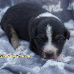 Toast - Black tri-color male Australian Shepherd puppy in Burbank, South Dakota from Dakota Rose Aussies