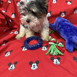 Yorkshire Terrier Puppies from Rosann Serna