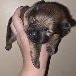 Annabelle - Orange sable female Pomeranian puppy in Santa Ana, California from Legacy Pomeranian of Orange County