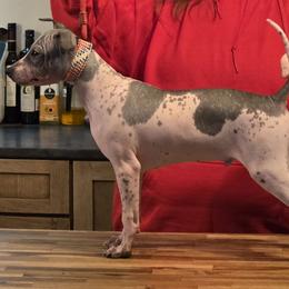 HotShot - Blue tan and white male American Hairless Terrier puppy in Alabama from Flipside Dogs