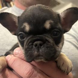 ROXIE.    Black n tan yellow collar - Black and tan female French Bulldog puppy in Rhode Island from Hope Valley Hounds