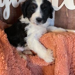 Aussiedoodle All Grown Up from Mini AussieDoodles on Meadow Lane