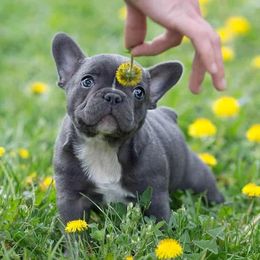 French Bulldog Puppies from Blue Mountain French Bulldogs