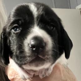 Dark blue collar - Black and white male Basset Hound puppy in Huntsville, Texas from Lil Bratz Bassets