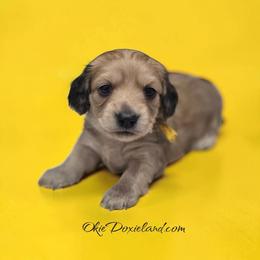 Vinny - Cream male Dachshund puppy in Oklahoma City, Oklahoma from OkieDoxieland Dachshunds