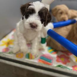 Patch - Cream male Australian Labradoodle puppy in Rhode Island from Highland Beach Labradoodles