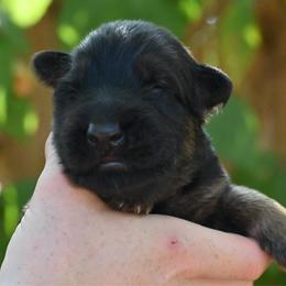 Levi - Black and red male German Shepherd puppy in Nacogdoches, Texas from Vom Hausgladfel