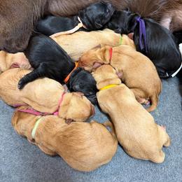 Ella Purple Collar - Black female Labrador Retriever puppy in Elloree, South Carolina from Moonlight Kennels LLC