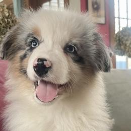 Smidge ( of love ) - Blue merle female Australian Shepherd puppy in Martha’s Vineyard, Massachusetts from Cranberry Hill Aussies