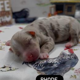 Rhode - Red merle male Miniature Australian Shepherd puppy in Cave Creek, Arizona from Arizona Aussies