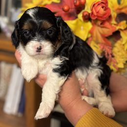 Cavalier King Charles Spaniel, Cavapoo, Maltipoo, and Poodle Puppies from Lainy's Puppies