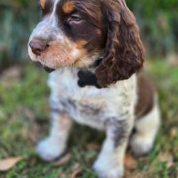 BLACK (with tag) - Liver white and tan male English Springer Spaniel puppy in Jesup, Georgia from 31 Pines Kennels