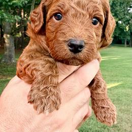 Boy 1 - Red  male Goldendoodle puppy in Philadelphia, Mississippi from Oakie Doodles