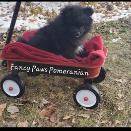 Pomeranian Puppies from Fancy Paws Pomeranian
