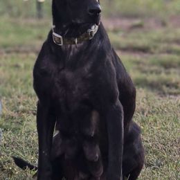 Milo - Labrador Retriever