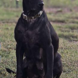 Milo - Labrador Retriever
