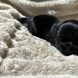 Haze - Black male Shih Tzu puppy in Trinity, North Carolina from Trinity Shih Tzu