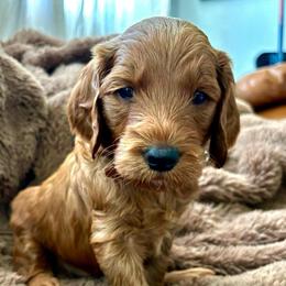 Canyon - Red  male Goldendoodle puppy in Payson, Utah from Mountainside Goldendoodle