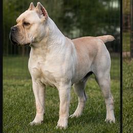 Andrea - Cane Corso