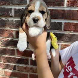 Beagle Puppies from Banashko's Beagles