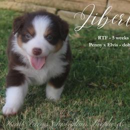 Liberty - Red tri female Miniature Australian Shepherd puppy in Grandfield, Oklahoma from Hunt Farms Australian Shepherds