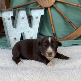 Mocha - Red tri female Miniature Australian Shepherd puppy in Checotah, Oklahoma from Wild Outlaw Aussies