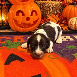 Leaf - Chocolate male Dachshund puppy in Hudson, Michigan from Mittentail Kennel Miniature Dachshunds & Australian Shepherds