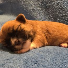 Boy - Black & tan tri-color male Maltipoo puppy in Copperas Cove, Texas from Collier's Canines