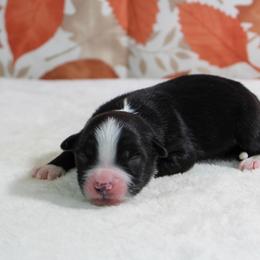 Woodstock - Black tri male Miniature Australian Shepherd puppy in Bauxite, Arkansas from J & B Mini Aussies