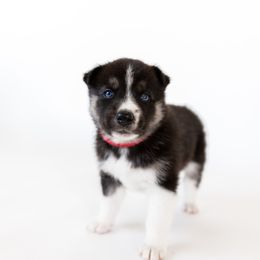 Siberian Husky Puppies from Hargaden Huskies