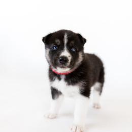 Siberian Husky Puppies from Hargaden Huskies