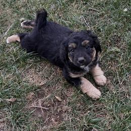 Girl 5 - Tri-color  female Golden Aussiedoodle puppy in Santaquin, Utah from Wild Rose Tiny Poodles & Doodles